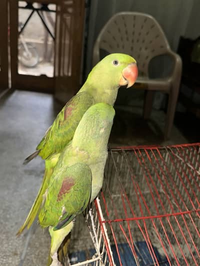 Kashmiri Raw Parrot Pair  | 6 Months