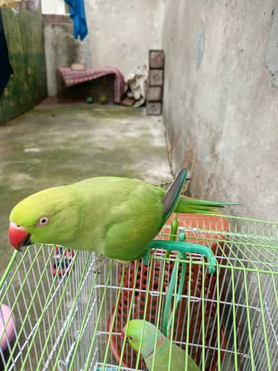 tame taking female
