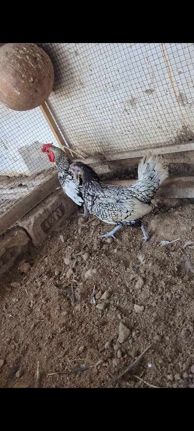Silver Sebrit Breeder pair and Heavy Frizzle chicks Pair