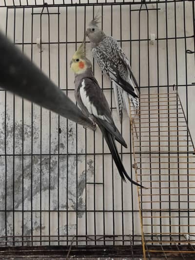 jambo Size cocktail for sale