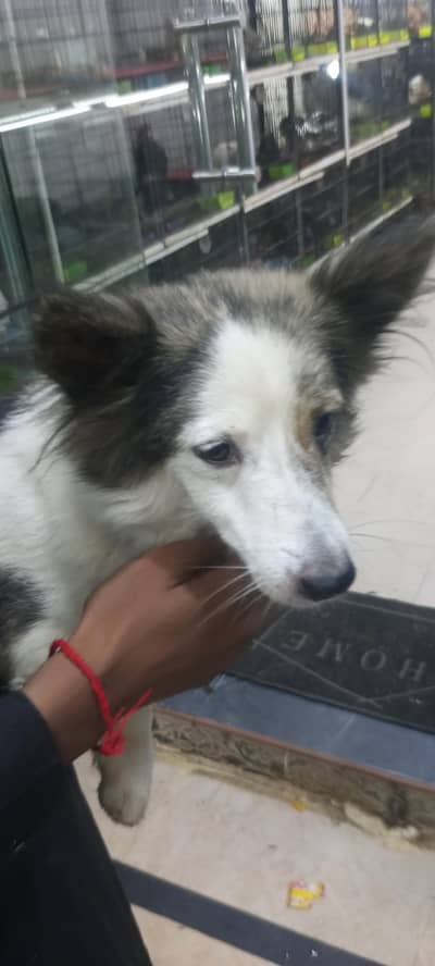 rashian dog hay female