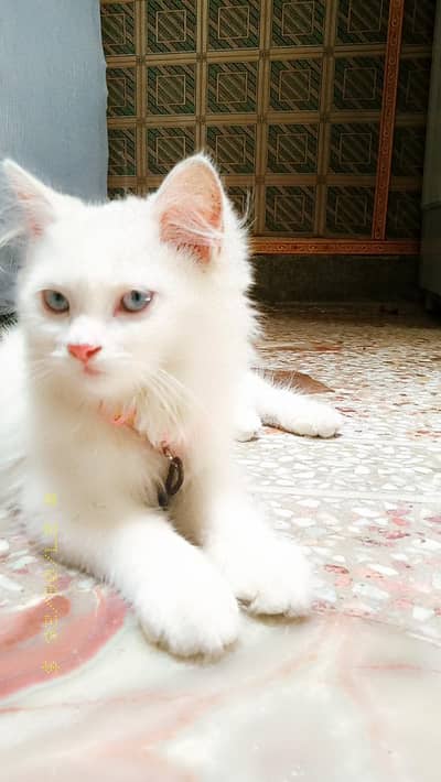 5 months old persian cat for sale