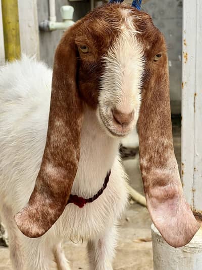 Male Female Goats Jori Healthy Active (Urgent Sale)