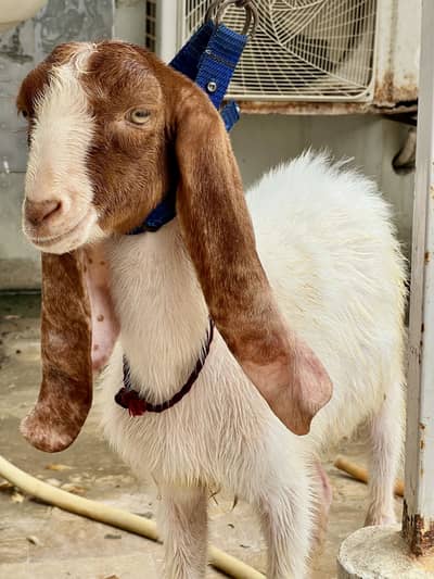 Male Female Goats Jori Healthy Active