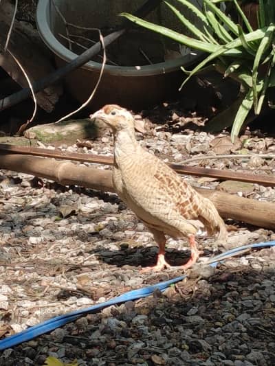 Irani Breeder pair