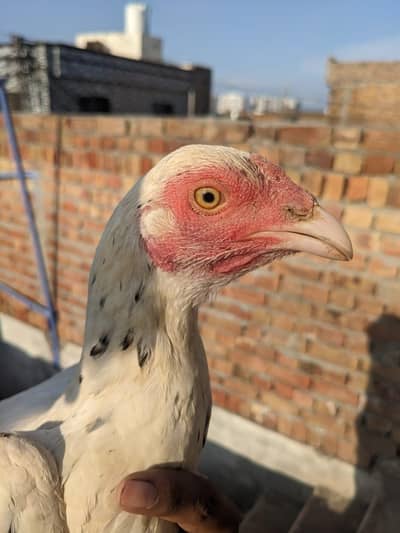 cheni murgi for sale