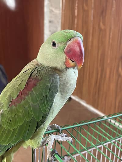 Raw Parrot for Sale