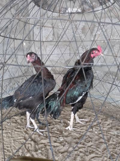 lasani pair