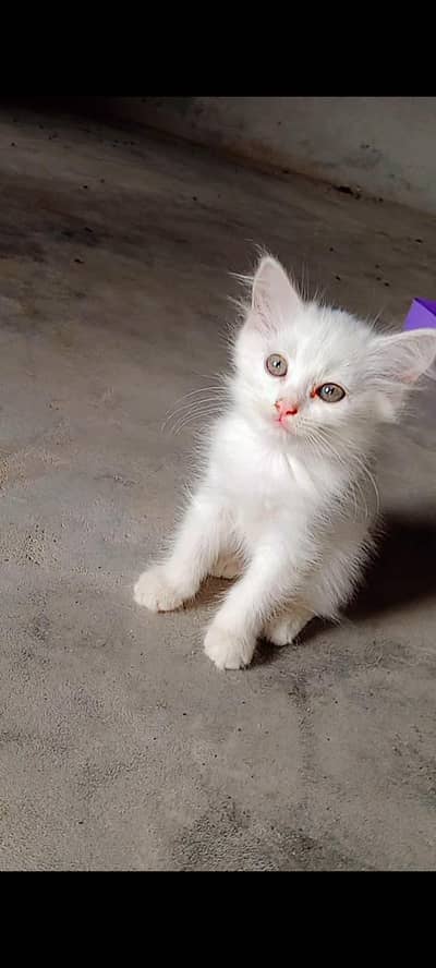 friendly and active kittens (03266522535) male or female grey or white