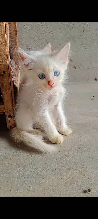 friendly and active kittens (03266522535) male or female grey or white