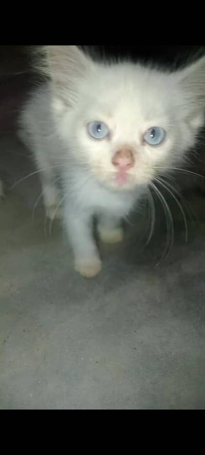 friendly, playful, parsian, kitten in low price Home breed urgent sale