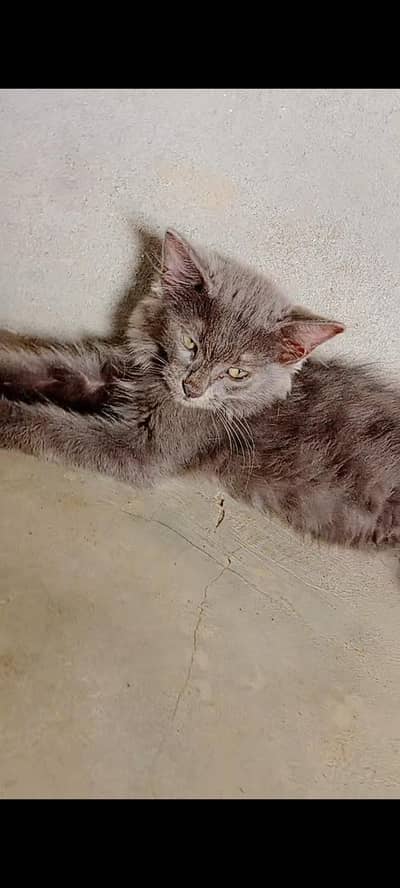 friendly, playful, parsian, kitten in low price Home breed urgent sale