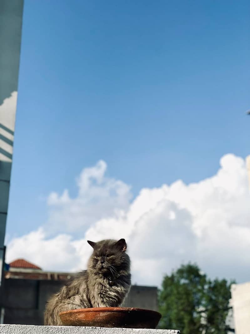 Persian cat 0