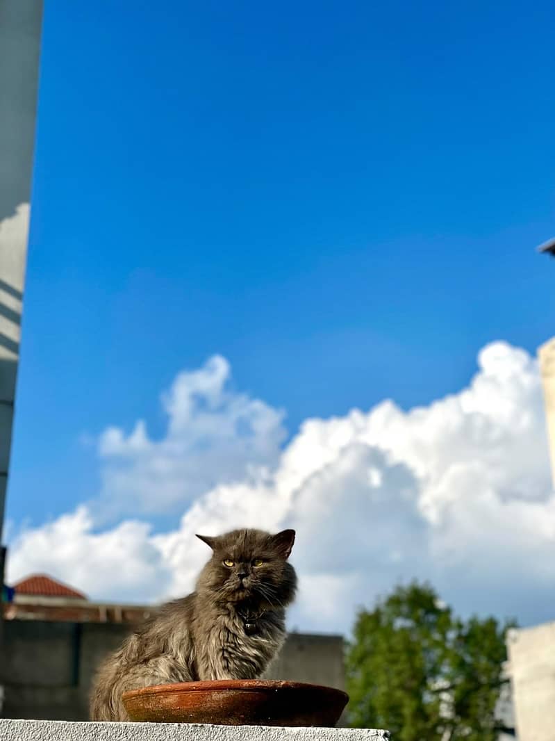 Persian cat 1