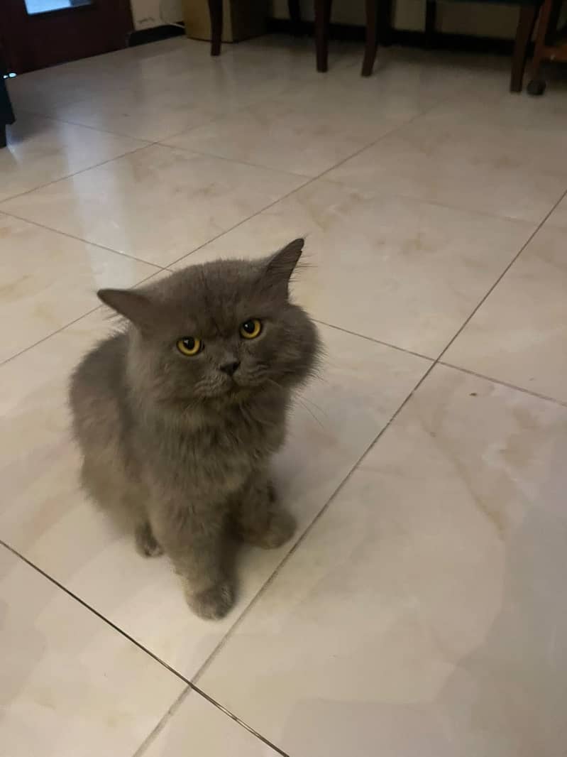 Persian cat 2
