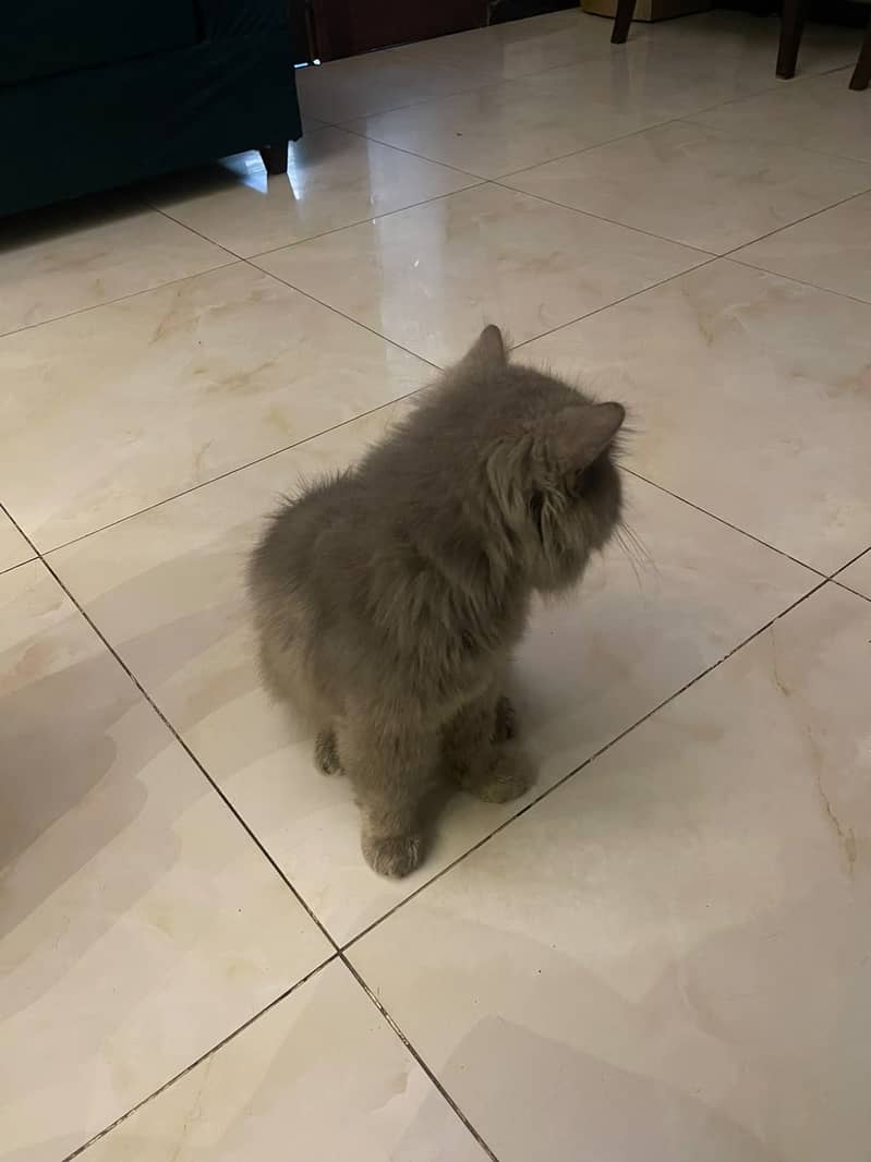 Persian cat 3