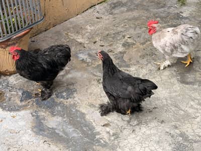 Bantum Hen