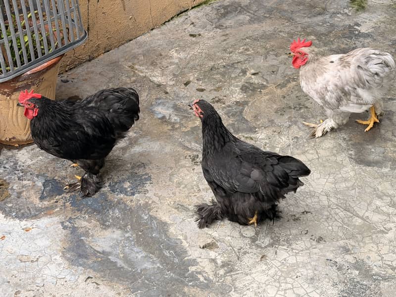 Bantom Pair 0