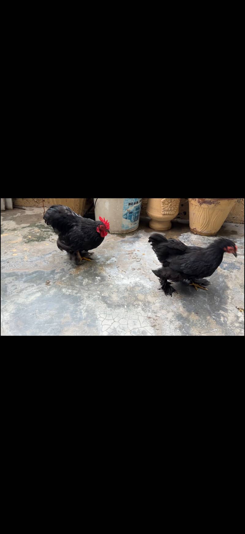 Bantom Pair 1