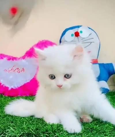 persian cat for sale