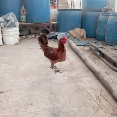 Hens is very beautiful