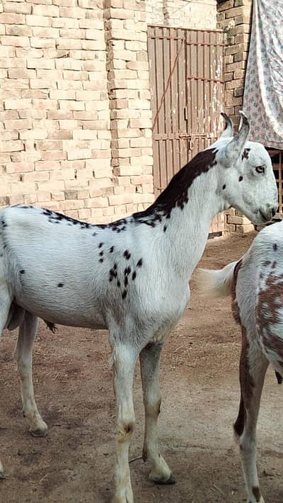 top quality baebari bakra location Bhakkar