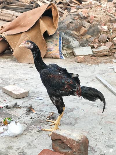 pure aseel phatha