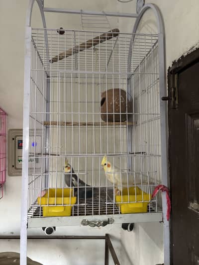 Parrots with cage for sale read the add