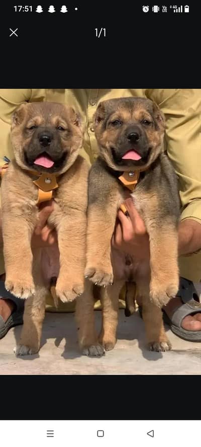 King Turkish kangal pair dabal Hadi Havey bone structure security dog