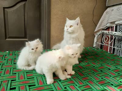 Persian kittens