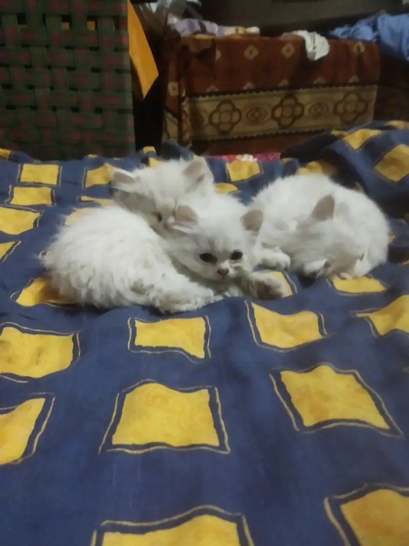 Persian kittens — photo 2