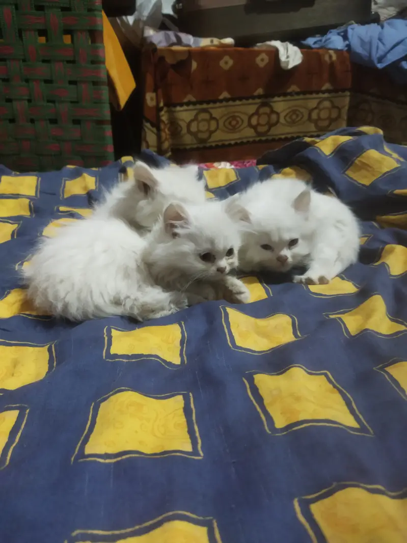 Persian kittens — photo 3