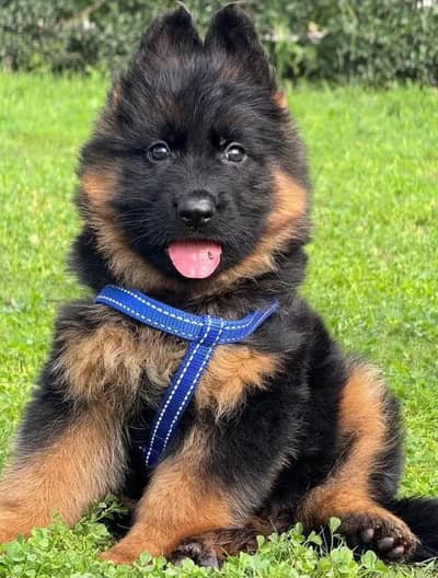 German shepherd puppy Long coat Havey bone structure for sale
