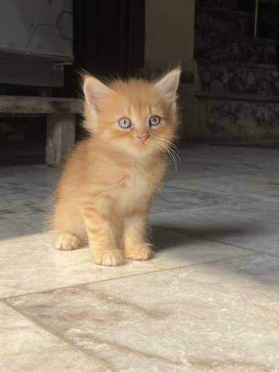 Persian kitten double coat