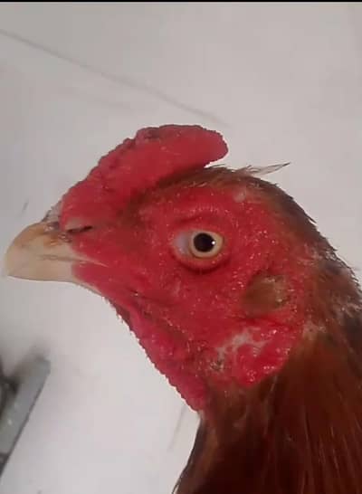 Burmi cross male for sale