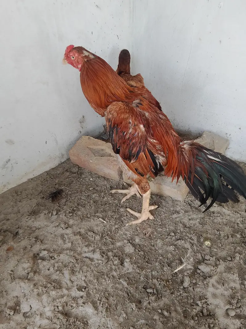 Burmi cross male for sale — photo 2
