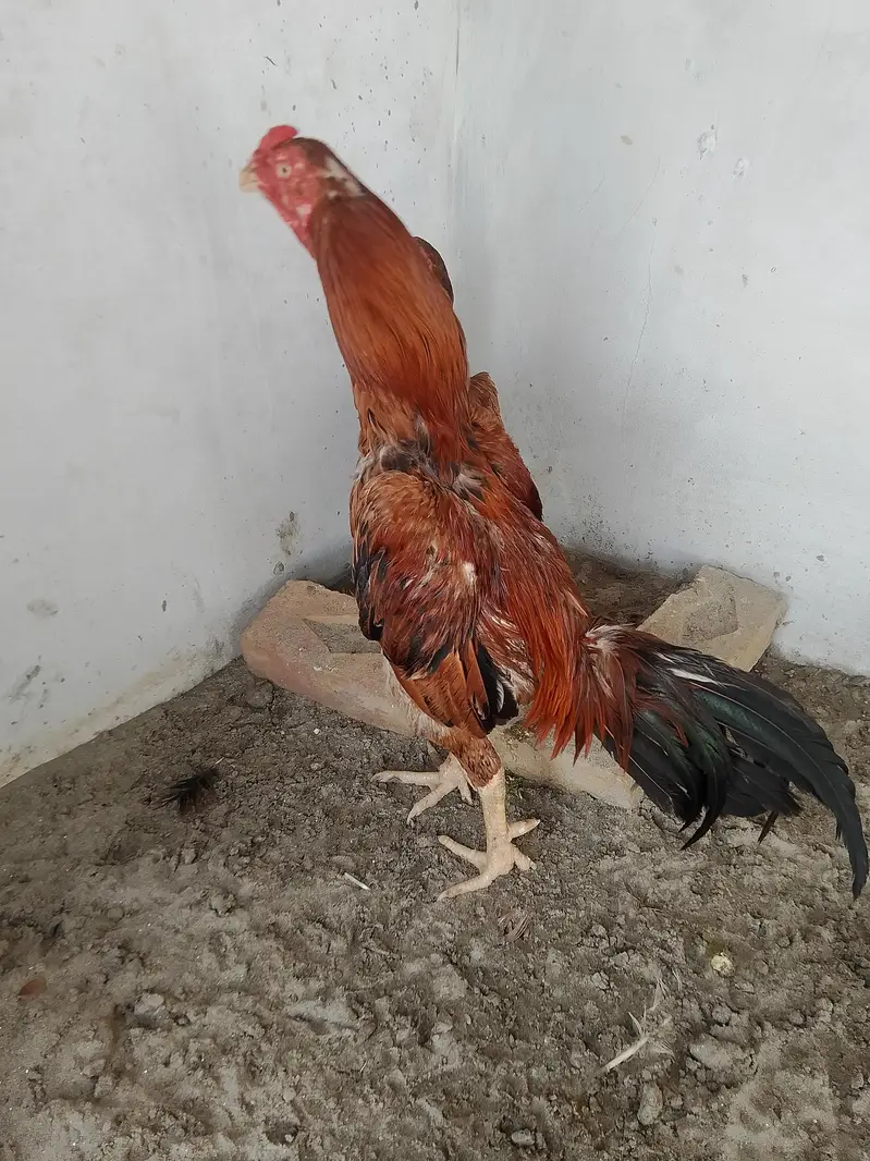 Burmi cross male for sale — photo 3
