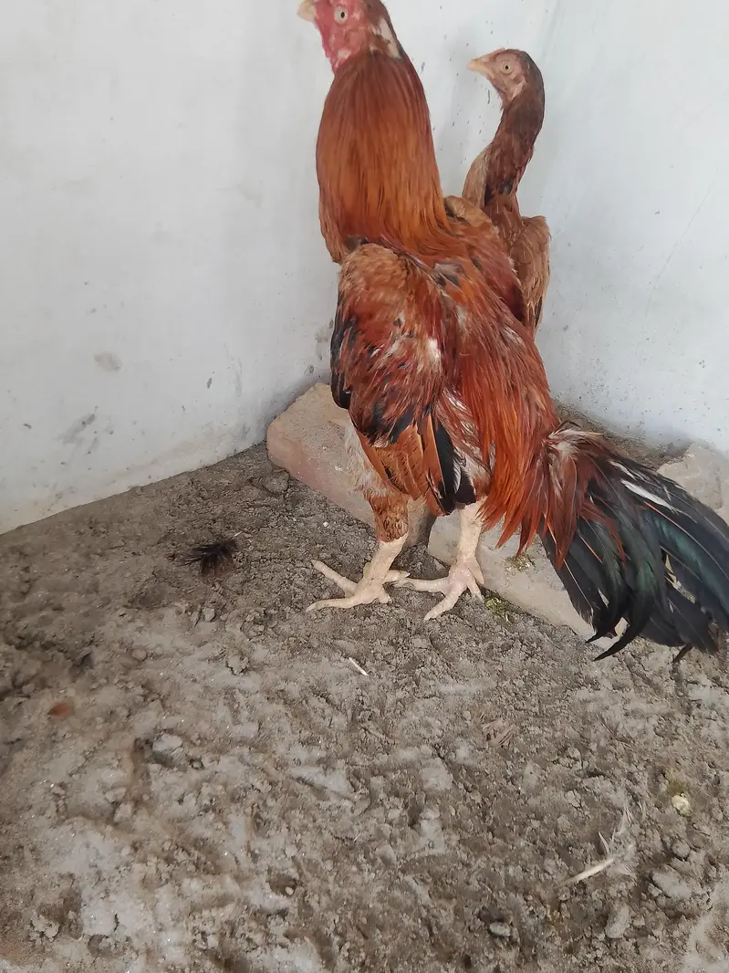 Burmi cross male for sale — photo 4