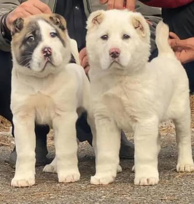 Pure alabai dabal Hadi Havey bone structure security dog for sale