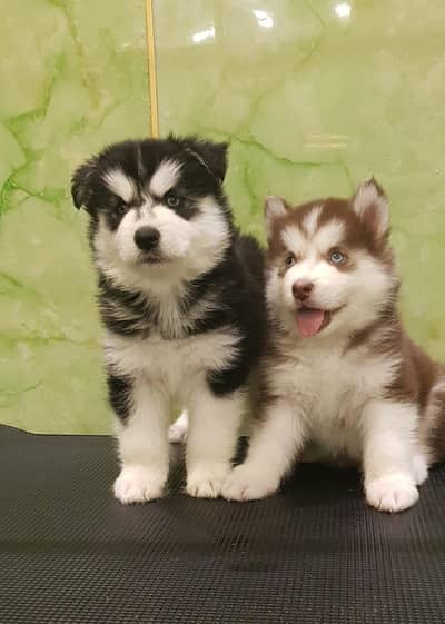TOP QUALITY SIBERIAN HUSKY PUPPIES AVAILABLE FOR SALE
