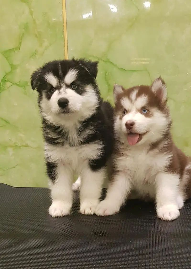 TOP QUALITY SIBERIAN HUSKY PUPPIES AVAILABLE FOR SALE