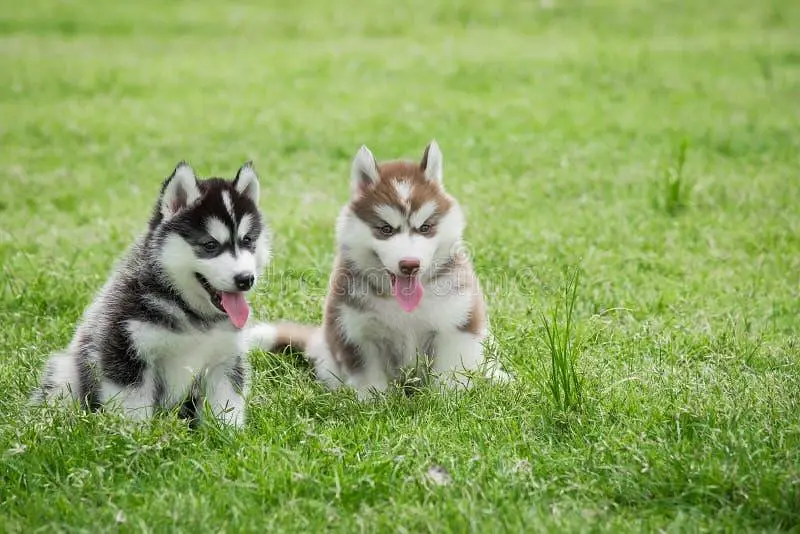 TOP QUALITY SIBERIAN HUSKY PUPPIES AVAILABLE FOR SALE — photo 2
