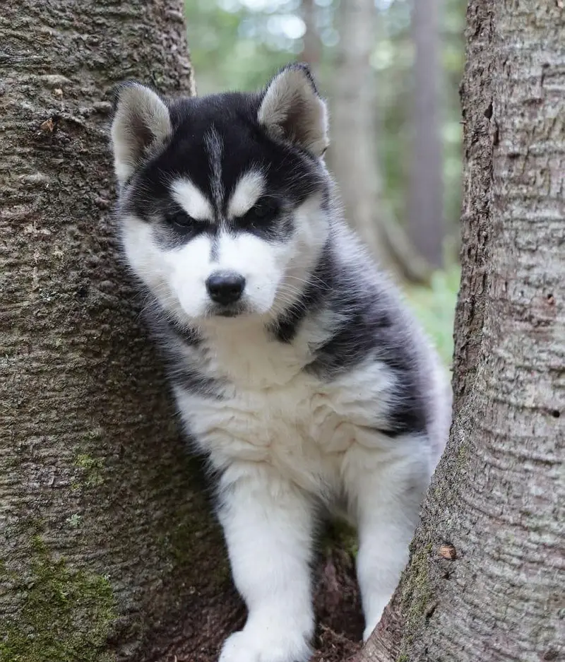 TOP QUALITY SIBERIAN HUSKY PUPPIES AVAILABLE FOR SALE — photo 3