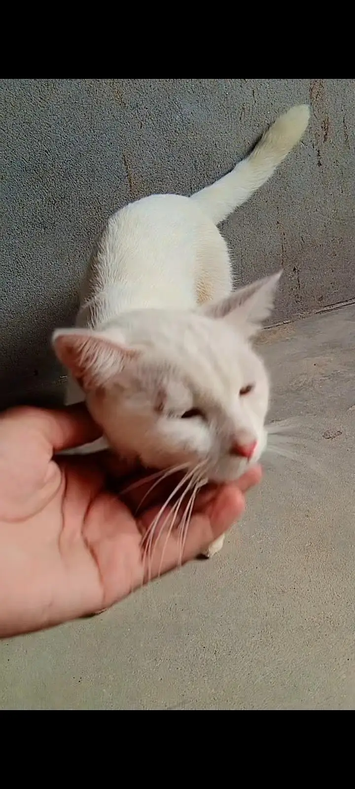 healthy and active (03266522525) kittens bi available Hain grey, white — photo 2