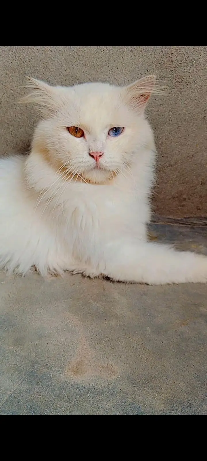 healthy and active (03266522525) kittens bi available Hain grey, white — photo 3