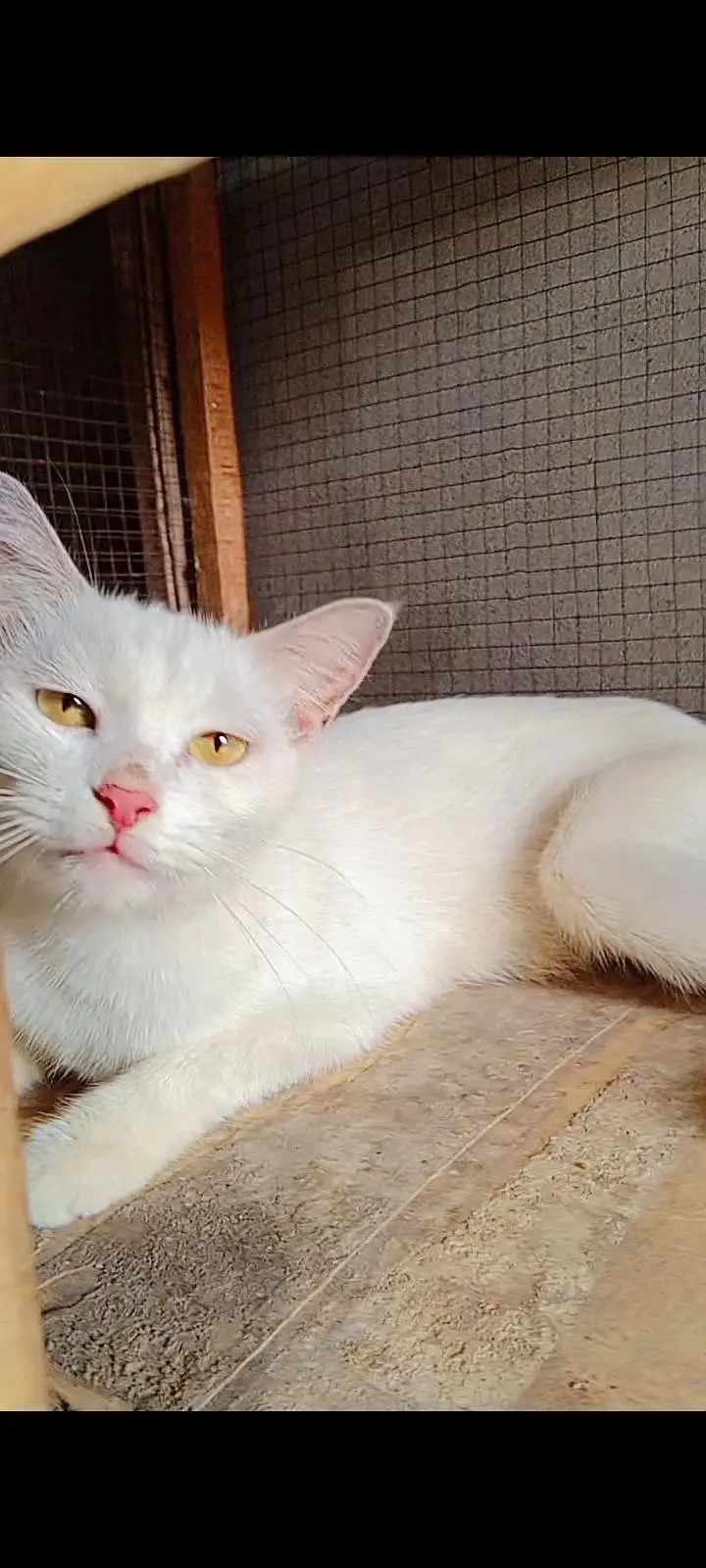 healthy and active (03266522525) kittens bi available Hain grey, white — photo 4