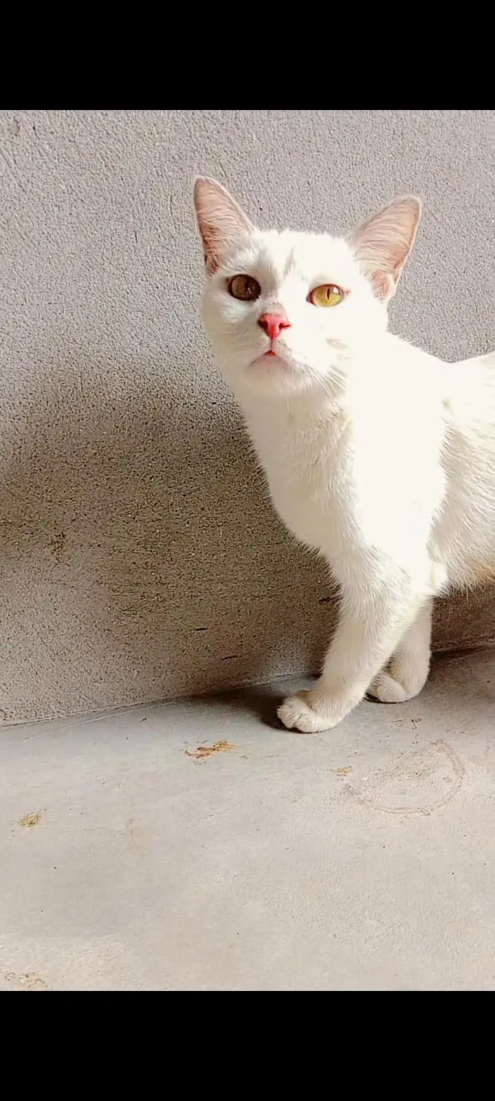 healthy and active (03266522525) kittens bi available Hain grey, white — photo 5