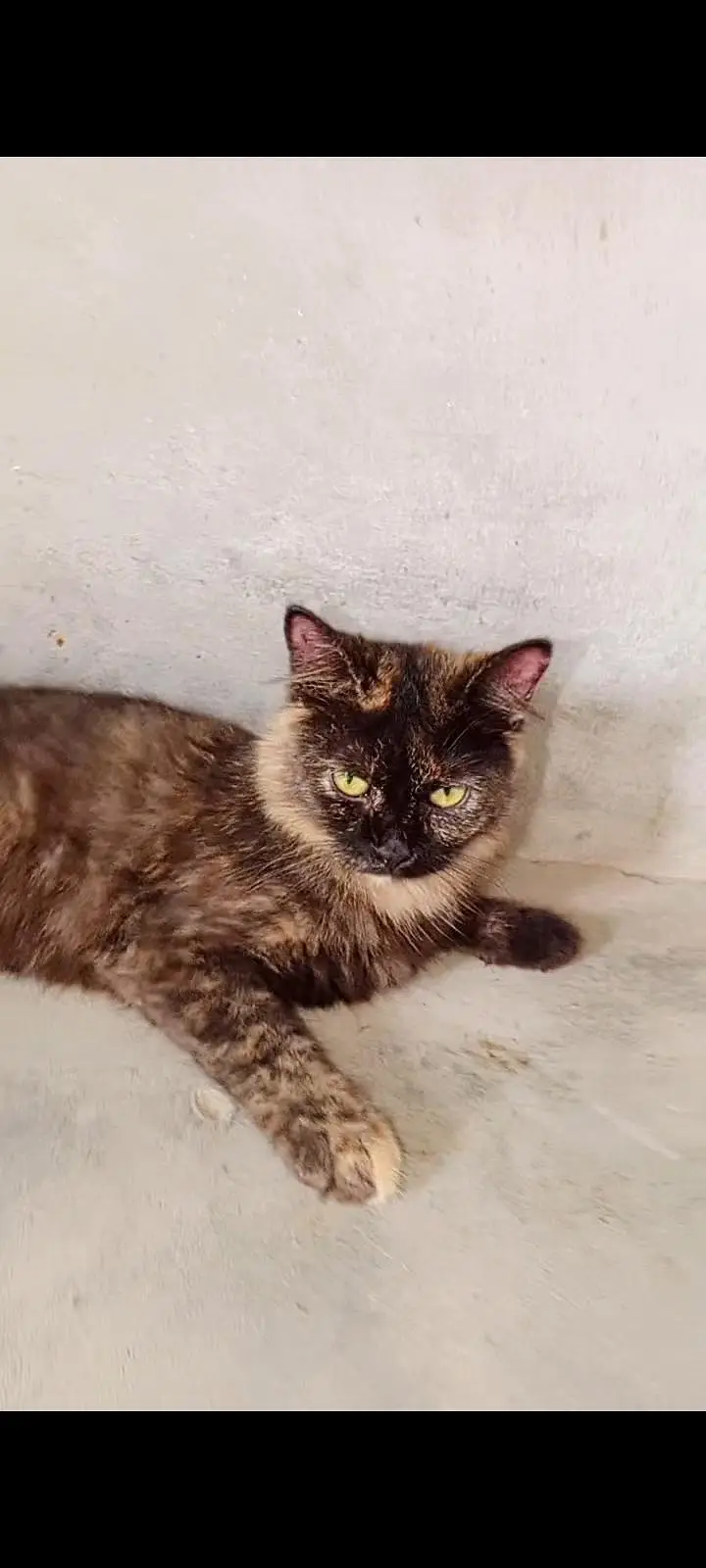 healthy and active (03266522525) kittens bi available Hain grey, white — photo 6