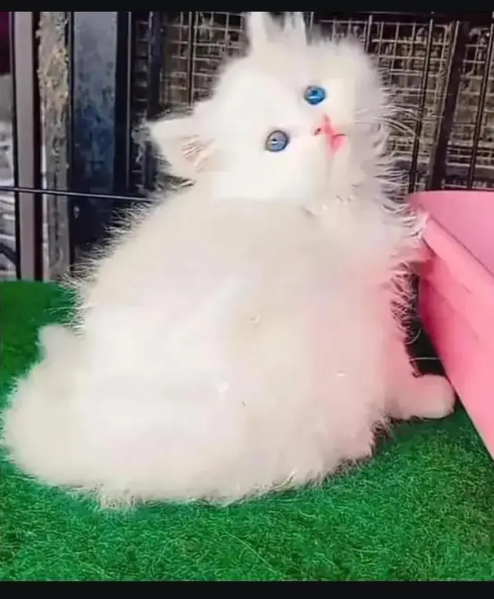 persian cat for sale — photo 2