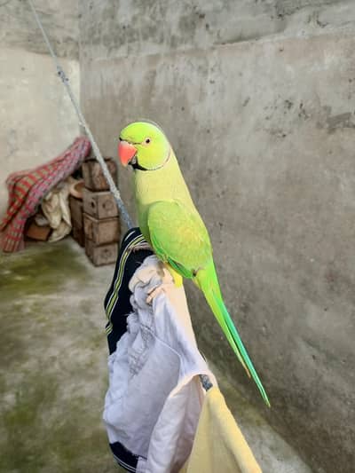 male tame or talking